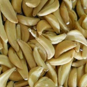 Dehidrirani češanj belog luka