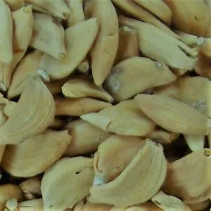 Dehidrirani beli luk